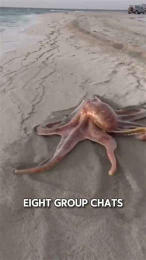 OCTOPUS HIDDEN FACTS🐙 #shorts