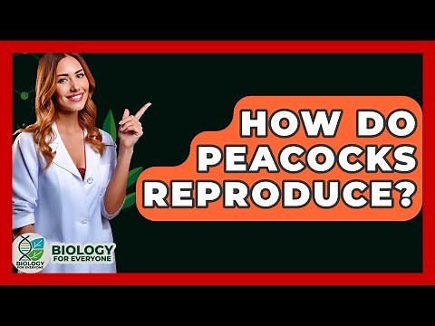 How Do Peacocks Reproduce? - Biology For Everyone