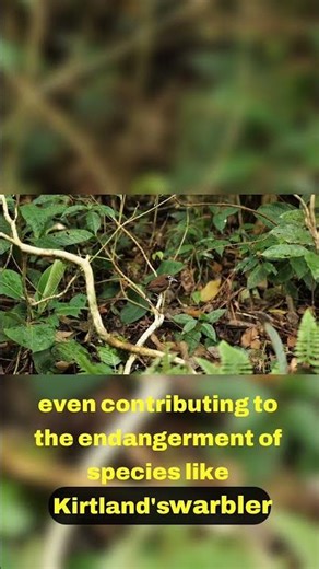 The Consequences of Brood Parasitism A Tragic Reality 💔
