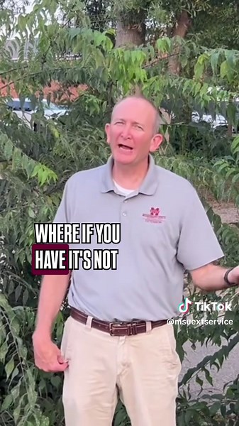 Identifying Asian Wooly Hackberry Aphids in Mississippi