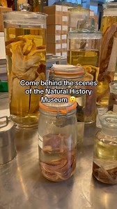 21K views · 173 reactions | Our spirits collection tour is always a favourite at the Museum! Would you visit? 撚 #NaturalHistoryMuseum #LondonMuseums | Natural History Museum, London | Facebook