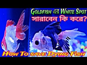 White Spot Disease Treatment | White Spot Disease On Goldfish | White Spot Disease On Fish | Fish