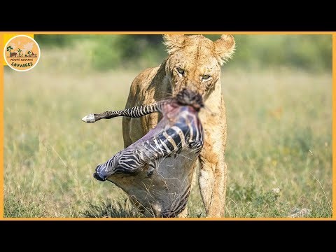 Les attaques de lions les plus terrifiantes jamais enregistrées | Monde animaux sauvages