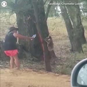 56K views · 220 reactions | WATCH: A thirsty koala drank water from a bottle in Victoria, Australia last week during a heatwave. Chantelle Lowrie noticed the koala while driving by, and said it looked like it needed a drink. | CBS Colorado | Facebook
