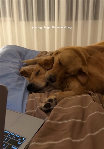 Finding Your Second Dog: Signs and Tips