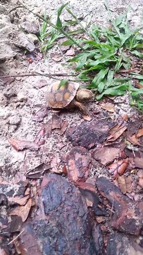 SURPRISE! baby gopher turtles hatching and climbing out of the nest