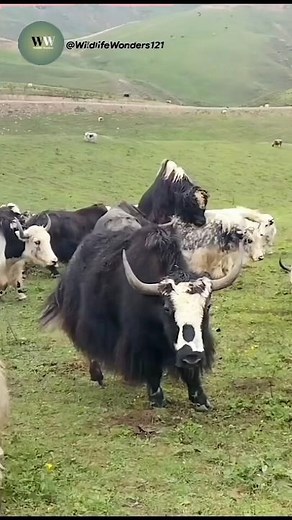 Relaxing Yak Enjoys Grazing on Green Grass