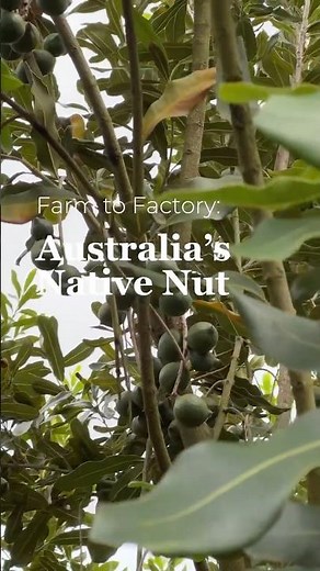 Farm to Factory: Australia’s Native Nut | Macadamias