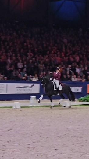 🔥 𝗪𝗢𝗪! Formi 🔛 Fire! 🔥 Look at Him! 😍 𝗟𝗲 𝗙𝗼𝗿𝗺𝗶𝗱𝗮𝗯𝗹𝗲 yesterday at the 𝗞𝗪𝗣𝗡 𝗦𝘁𝗮𝗹𝗹𝗶𝗼𝗻 𝗦𝗵𝗼𝘄 in a Tribute for his sire Bordeaux. 🤎 It was just a pleasure to ride him there! 👌🏻 • #LeFormidable #StallionLeFormidable #Dressage #Stallion #Kwpn #KwpnOfInstagram #StallionShow #KwpnStallionShow #Brabanthallen #DenBosch ##StallionsOfInstagram #Reels #Reels #Bordeaux | Le Formidable