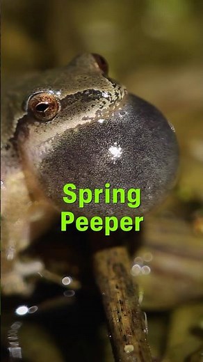 Spring Peepers in the Finger Lakes of New York #fingerlakes #nature #conservation #wildlife #shorts