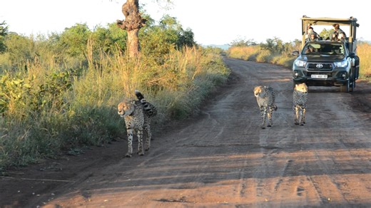 55 reactions · 8 comments | Coalition of Cheetahs on the move in the Kruger National Park. #safari#wildlifeplanet#wildanimals#wildlife#WildSnap#cheetah | Mfundo on Safari | Facebook
