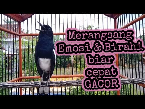 Suara kacer ngeplong ampuh merangsang emosi dan birahi kacer bahan agar cepat gacor