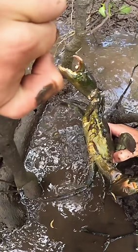 Catching a MONSTER Mudcrab Barehanded | Fishing Adventure