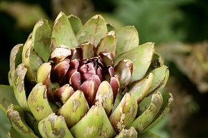 ⌛ Cuisson artichaut - Temps de cuisson des artichauts