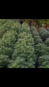 Michael Palmer - Don’t Smoke The Seed (Channel One) #reggae | Sattamann