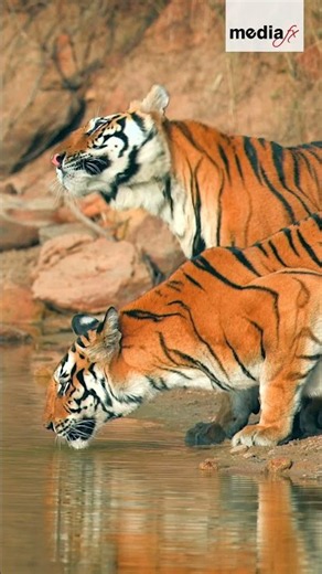 Young Tigress Relocated From Tadoba To Buldhana Wildlife Sanctuary | Tiger Conservation Move