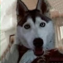 BusterDoggy - Speedrun.com