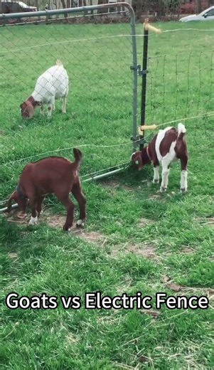 Shocking Discovery: Goats Vs Electric Fence ⚡🐐 #funny