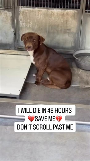 Update: Adopted!❤️ 🚨URGENT HELP NEEDED FOR SIMBA — SCHEDULED FOR EUTHANASIA DEC 27 @ 4PM🚨 Simba sits quietly on the cold kennel floor, his back pressed against the metal wall, as if trying to disappear into it. His eyes follow every sound—hopeful for a moment, then heavy again with disappointment. Once, Simba knew warmth and kindness. Now, his world is concrete, steel, and waiting. Simba is scheduled for euthanasia on December 25. While families gather and lights glow, Simba is facing a silent