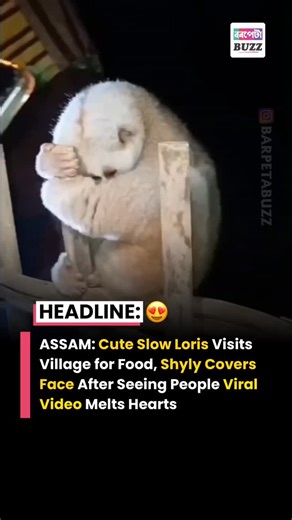 😍 ASSAM: Cute Slow Loris Visits Village for Food, Shyly Covers Face After Seeing People — Viral Video Melts Hearts : Read More 👇 A heartwarming video from Assam has gone viral after a slow loris, locally known as Lajoki Bandor, was spotted entering a village at night, reportedly coming from a nearby forest in search of food. As curious locals gathered around, the shy animal was seen covering its face and trying to hide, leaving viewers amused by its adorable reaction. The video, shared by an A