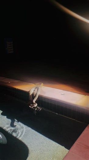 63K views · 1.1K reactions | A Pool, a Python & a Possum! #snakecatcher #wow #nature | Sunshine Coast Snake Catchers 24/7 | Facebook