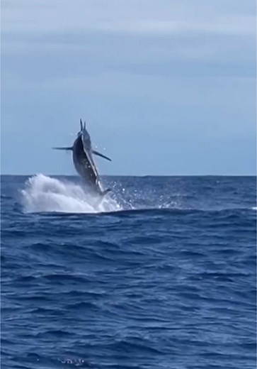 Choosing the Best Boats for Marlin Fishing Adventures