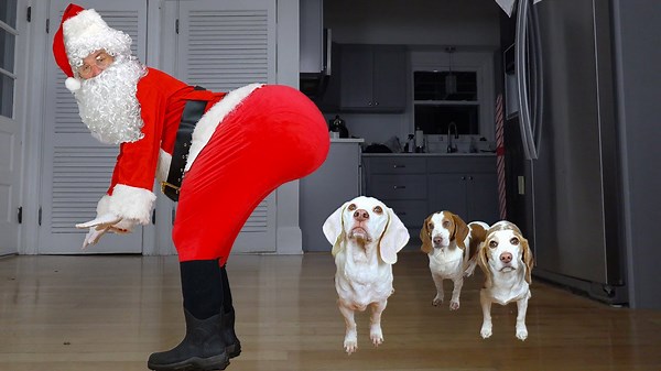 Silly dogs freak out at twerking Santa during party