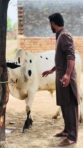 Subcutaneous injection #injection #cow #pharmafarm #animals #infusionpump