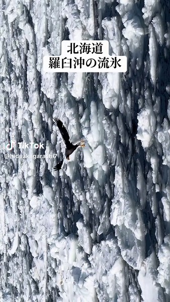 北海道羅臼沖クルーズ：越冬するオオワシ・オジロワシに出会う旅 (2026/2/22)