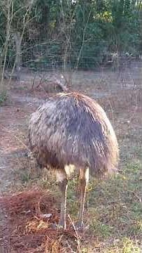 Female Emu Making Drumming Noise