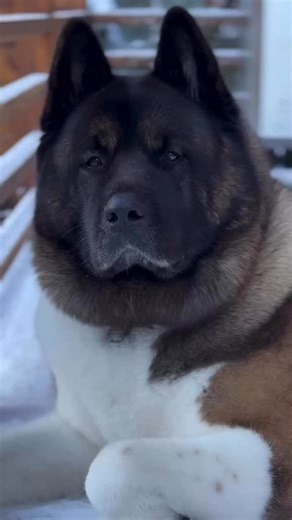 “Do not poke the bear” 🐻 #akita #akitainu #akitasofinstagram #akitagram #akitalife #akitaamericano #akitapuppy #dog #dogsmile #dogsofinstagram #dogphoto #dogstyle #guarddog #king | Leonidas TheAkita