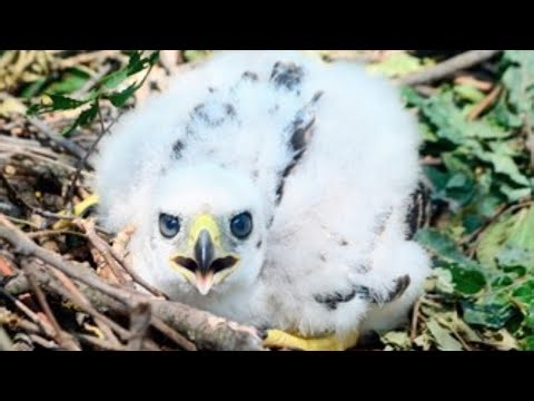 ♥️♥️♥️♥️ NORTHERN GOSHAWKS CHILDHOOD. 1 CHICK FELL FROM NEST. 3 CHICKS FLEDGED. 2025.