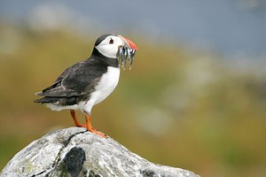 Puffin | Cornwall Wildlife Trust