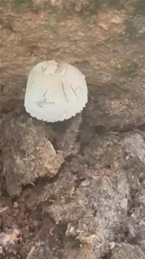 Coprophilous fungi#biology