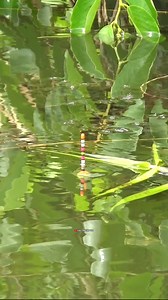 Orang mancing kuncinya sabar😂😂 | Kuli pancing TBB