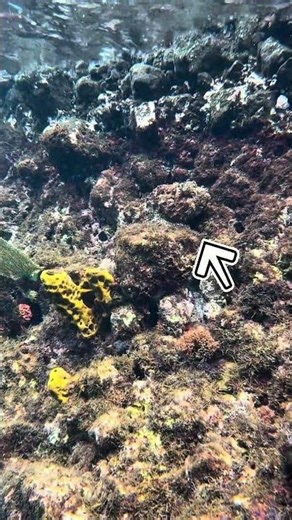 This is why we don't touch anything in the ocean.. #snorkeling #freedivinglife