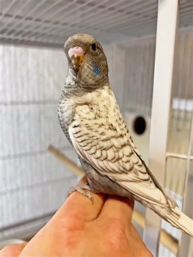 Most rare color Budgie.🥰😍 #reels #budgie #trend #birds #viral #trending #like #budgies #bird