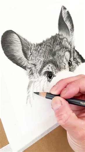 Drawing a Fluffy Chinchilla with Polychromos & Graphite Matt 🐭