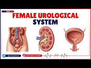 3. Female Urological System | Anatomy, Physiology & Clinical Correlations for OBGYN & Urology