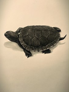 How to Draw a Turtle #pencildrawing #pencilart #drawing #drawingtutorials #sketch #art