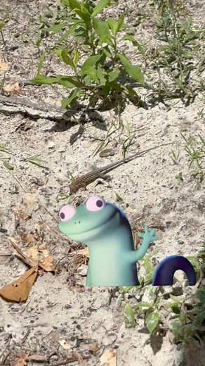 We’ve got all kinds of lizards! From anoles and skinks to our big ole gators NC is home to a very diverse reptilian population. If you’re at the park I promise you’ll see at least one of these guys creeping around! Come see the little guys for yourself: www.swamppark.com #lizard #thingstodonearme #summer2025 #wilmigtonnc #OutdoorAdventure #myrtlebeach #wildlife #reptiles #trending | The Swamp Park