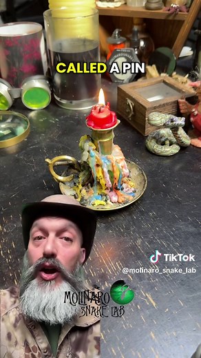 Saying Goodbye to Our Beloved Pinstripe Snake