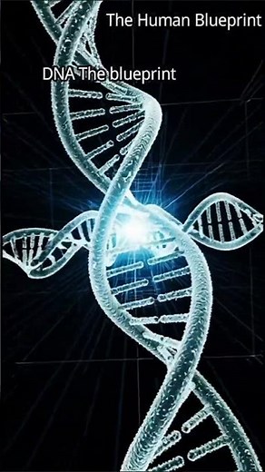 DNA: The Blueprint | The human blueprint