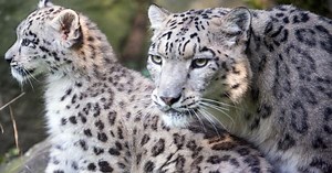 A photographer is using hidden cameras to help study the elusive snow leopard in the Himalayas