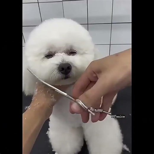 Fenice 7.0/7.5 inch Professional Dog Grooming Shears Curved Thinning