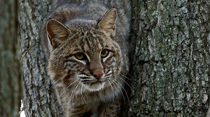 Are bobcats roaming Cape Cod? We dig our claws into a feline mystery
