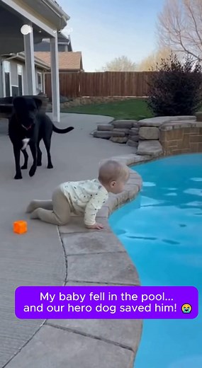 304K views · 3.5K reactions | #herodog #dogsaver #dogsavebaby #poolparty #poolsafetycover #blacklab #labradorpuppy #OMG #Shocking #terrifying #unbelievable #closecall #guardianangel #Hero #reelschallengereelschallenge #viralchallenge #facebookreels #dogsofinstagram #CaughtOnCameraThe | Heroic Whiskers | Facebook