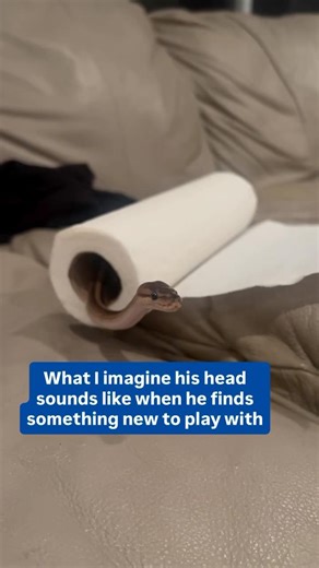 What I imagine it sounds like in his head when he finds something new to play with😂🐍