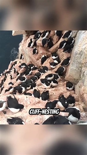 The Most Unique Bird Eggs in the World! 讀 #birds #nature #wildlife #animals #facts #discover | World Truths | Facebook