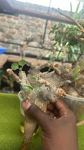 “Spot the difference! 🌿 Commiphora drake vs. erlengeriana — two cousins in the Commiphora family, each with its own charm. Drake brings that smooth bark and elegant form, while Erlengeriana stands out with its textured stem and bolder character. Perfect plants for collectors who love detail! 🌱✨ Which one is your favorite?” Hashtags: #caudex #caudiciform #caudexplants #cactus #succulents #plantsofinstagram #caudexlover #succulent #plants #pachypodium #plantsmakepeoplehappy #caudexlicious #caude